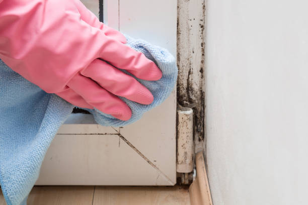 Reliable Franklin, LA Mold Removal Solutions