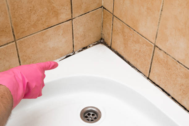 Mold Testing and Removal in Franklin, LA